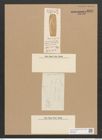 Amphora cyclops Lend.-Fortm. (de-Toni-Nr.: Genus 36, Species 1640) Zeichnungen Sammlung Grunow Nr. 3134 (NHMW-BOT-W0370565)